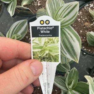 Tradescantia Pistachio White Live Plant - 4.5 inch Pot - Indoor Houseplant - Image 11