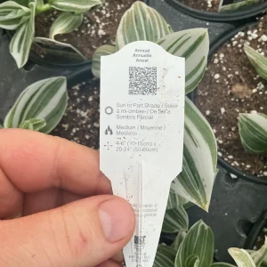Tradescantia Pistachio White Live Plant - 4.5 inch Pot - Indoor Houseplant - Image 12