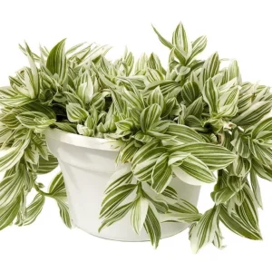 Tradescantia Pistachio White Live Plant - 4.5 inch Pot - Indoor Houseplant - Image 2