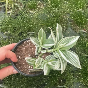 Tradescantia Pistachio White Live Plant - 4.5 inch Pot - Indoor Houseplant - Image 3