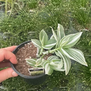 Tradescantia Pistachio White Live Plant - 4.5 inch Pot - Indoor Houseplant - Image 4
