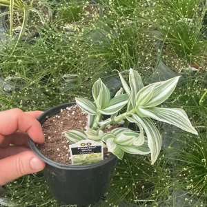 Tradescantia Pistachio White Live Plant - 4.5 inch Pot - Indoor Houseplant - Image 5