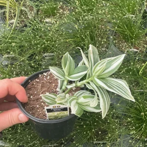 Tradescantia Pistachio White Live Plant - 4.5 inch Pot - Indoor Houseplant - Image 6