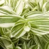Tradescantia Pistachio White Live Plant - 4.5 inch Pot - Indoor Houseplant - Image 1