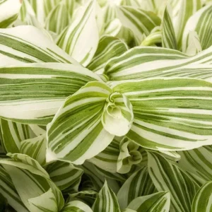 Tradescantia Pistachio White Live Plant - 4.5 inch Pot - Indoor Houseplant - Image 1