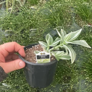 Tradescantia Pistachio White Live Plant - 4.5 inch Pot - Indoor Houseplant - Image 7