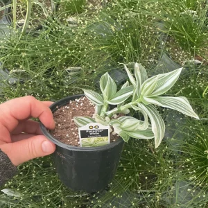 Tradescantia Pistachio White Live Plant - 4.5 inch Pot - Indoor Houseplant - Image 8
