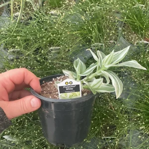 Tradescantia Pistachio White Live Plant - 4.5 inch Pot - Indoor Houseplant - Image 9