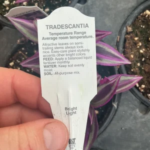 Tradescantia Zebrina Pink Paradise Live Plant - 4.5 inch Pot - Indoor/Outdoor - Image 10