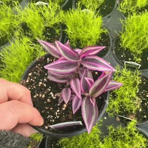 Tradescantia Zebrina Pink Paradise Live Plant - 4.5 inch Pot - Indoor/Outdoor - Image 2
