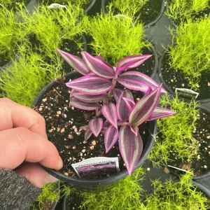 Tradescantia Zebrina Pink Paradise Live Plant - 4.5 inch Pot - Indoor/Outdoor - Image 3