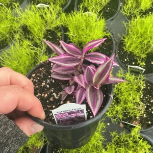 Tradescantia Zebrina Pink Paradise Live Plant - 4.5 inch Pot - Indoor/Outdoor - Image 4