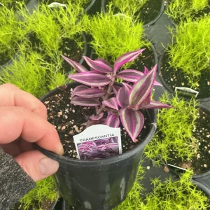 Tradescantia Zebrina Pink Paradise Live Plant - 4.5 inch Pot - Indoor/Outdoor - Image 5