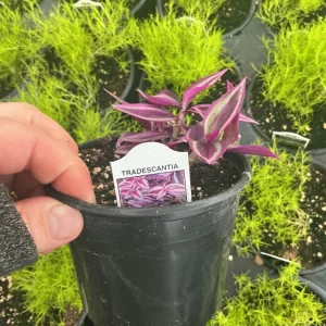 Tradescantia Zebrina Pink Paradise Live Plant - 4.5 inch Pot - Indoor/Outdoor - Image 6