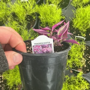 Tradescantia Zebrina Pink Paradise Live Plant - 4.5 inch Pot - Indoor/Outdoor - Image 7
