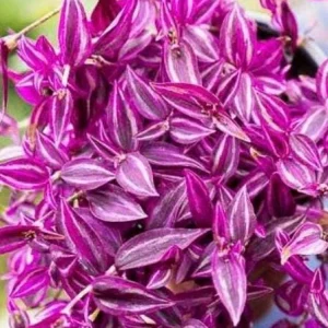 Tradescantia Zebrina Pink Paradise Live Plant - 4.5 inch Pot - Indoor/Outdoor - Image 8