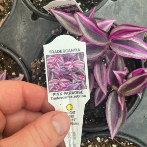 Tradescantia Zebrina Pink Paradise Live Plant - 4.5 inch Pot - Indoor/Outdoor - Image 9