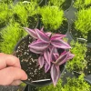 Tradescantia Zebrina Pink Paradise Live Plant - 4.5 inch Pot - Indoor/Outdoor - Image 1
