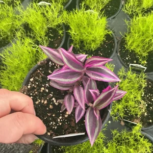 Tradescantia Zebrina Pink Paradise Live Plant - 4.5 inch Pot - Indoor/Outdoor - Image 1