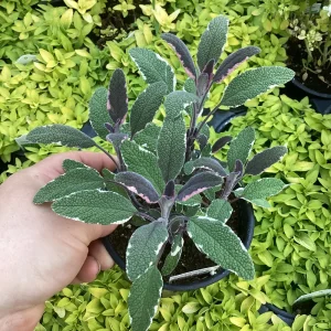 Tricolor Sage Live Plant - Salvia officinalis 'Tricolor' - 4.5 inch Pot - Image 2