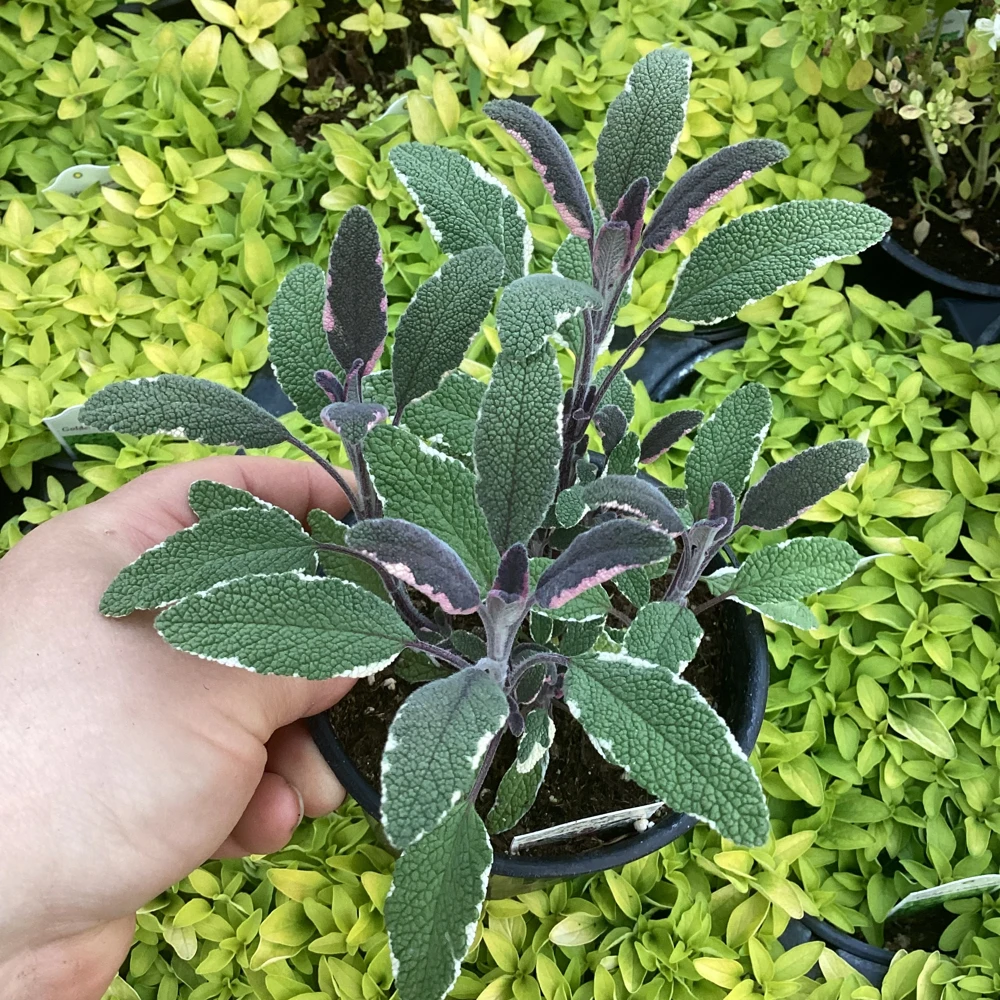 Tricolor Sage Live Plant - Salvia officinalis 'Tricolor' - 4.5 inch Pot - Image 2