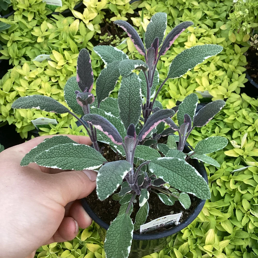 Tricolor Sage Live Plant - Salvia officinalis 'Tricolor' - 4.5 inch Pot - Image 3