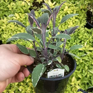 Tricolor Sage Live Plant - Salvia officinalis 'Tricolor' - 4.5 inch Pot - Image 4
