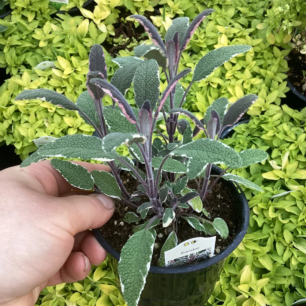 Tricolor Sage Live Plant - Salvia officinalis 'Tricolor' - 4.5 inch Pot - Image 5