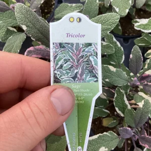 Tricolor Sage Live Plant - Salvia officinalis 'Tricolor' - 4.5 inch Pot - Image 6