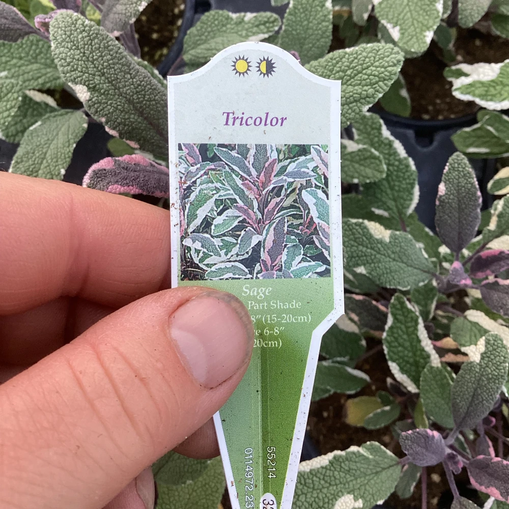 Tricolor Sage Live Plant - Salvia officinalis 'Tricolor' - 4.5 inch Pot - Image 6