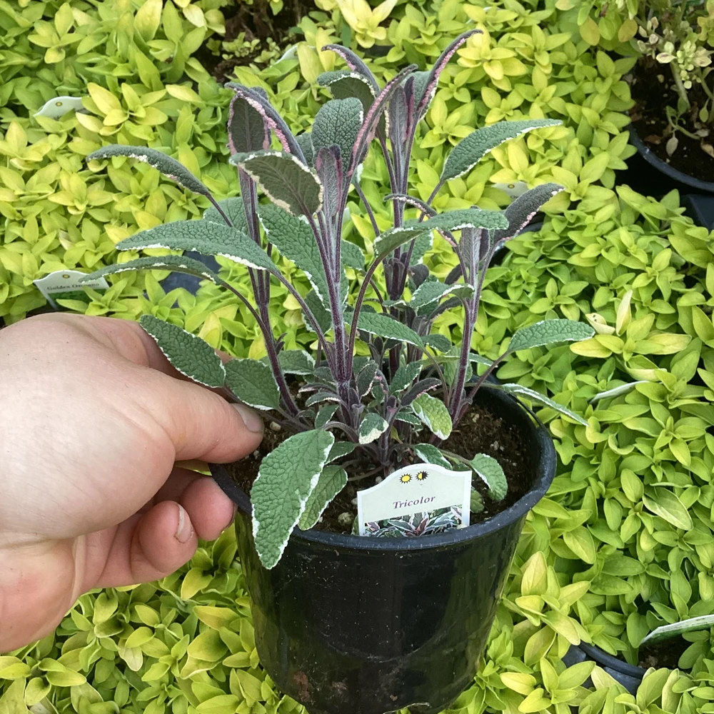 Tricolor Sage Live Plant - Salvia officinalis 'Tricolor' - 4.5 inch Pot - Image 7
