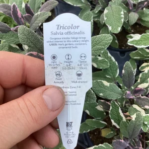 Tricolor Sage Live Plant - Salvia officinalis 'Tricolor' - 4.5 inch Pot - Image 8
