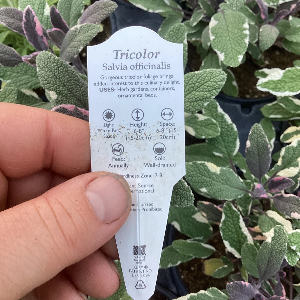 Tricolor Sage Live Plant - Salvia officinalis 'Tricolor' - 4.5 inch Pot - Image 8