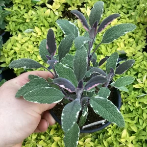 Tricolor Sage Live Plant - Salvia officinalis 'Tricolor' - 4.5 inch Pot - Image 1
