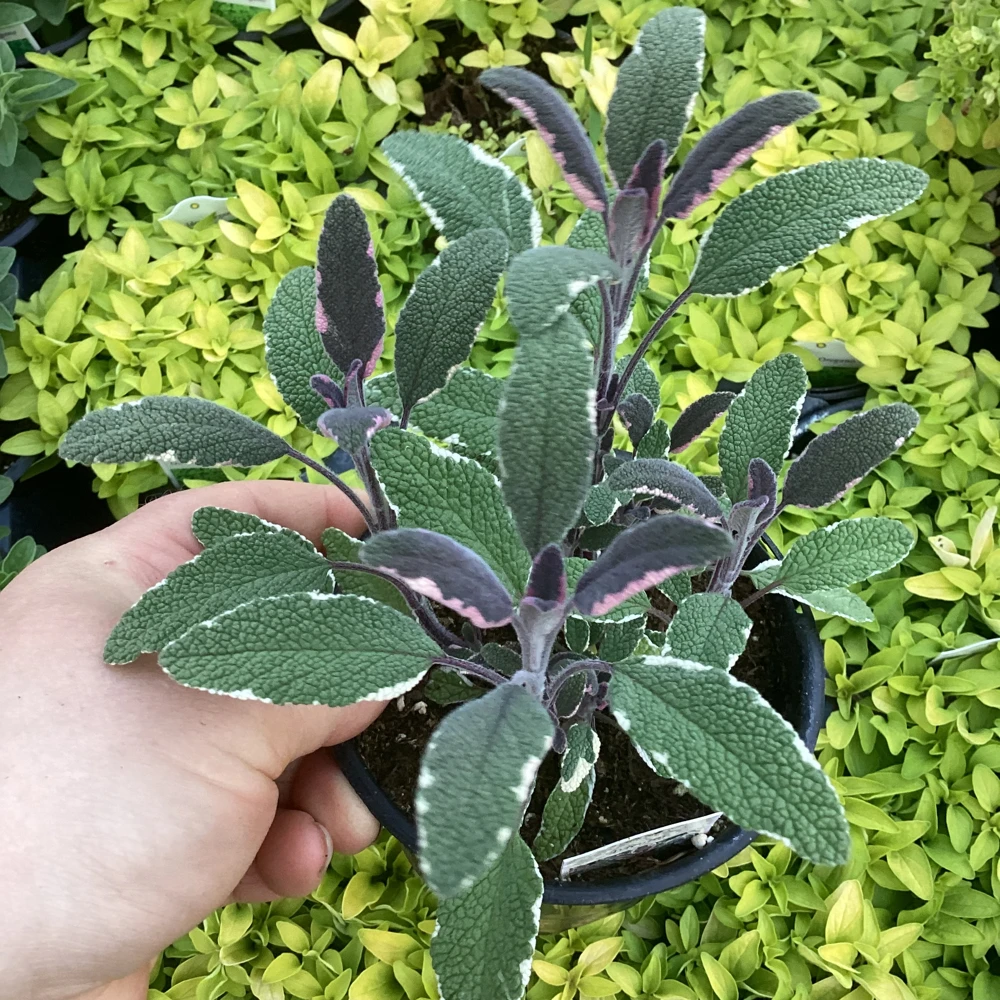 Tricolor Sage Live Plant - Salvia officinalis 'Tricolor' - 4.5 inch Pot - Image 1