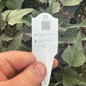 Tricolor Sweet Potato Vine Live Plant - Ipomoea Batatas - 4.5 inch Pot - Outdoor - Image 11