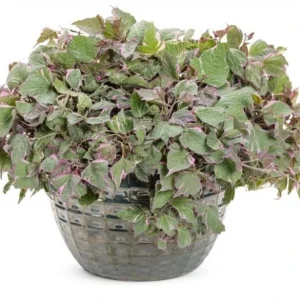 Tricolor Sweet Potato Vine Live Plant - Ipomoea Batatas - 4.5 inch Pot - Outdoor - Image 2
