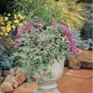 Tricolor Sweet Potato Vine Live Plant - Ipomoea Batatas - 4.5 inch Pot - Outdoor - Image 4