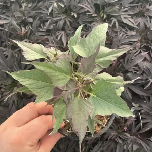 Tricolor Sweet Potato Vine Live Plant - Ipomoea Batatas - 4.5 inch Pot - Outdoor - Image 5