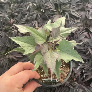 Tricolor Sweet Potato Vine Live Plant - Ipomoea Batatas - 4.5 inch Pot - Outdoor - Image 6