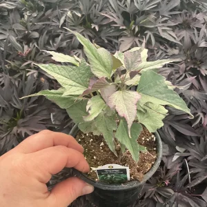 Tricolor Sweet Potato Vine Live Plant - Ipomoea Batatas - 4.5 inch Pot - Outdoor - Image 7