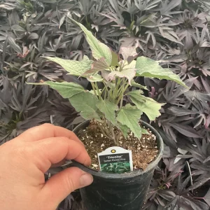 Tricolor Sweet Potato Vine Live Plant - Ipomoea Batatas - 4.5 inch Pot - Outdoor - Image 8
