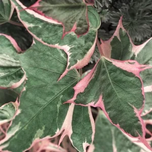 Tricolor Sweet Potato Vine Live Plant - Ipomoea Batatas - 4.5 inch Pot - Outdoor - Image 1