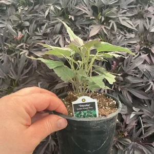 Tricolor Sweet Potato Vine Live Plant - Ipomoea Batatas - 4.5 inch Pot - Outdoor - Image 9