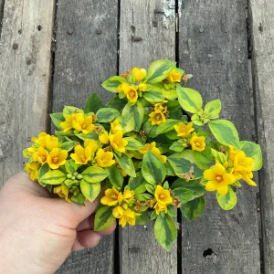 Variegated Lysimachia Live Plant – 4.5 inch Pot – Outdoor Groundcover - Image 2