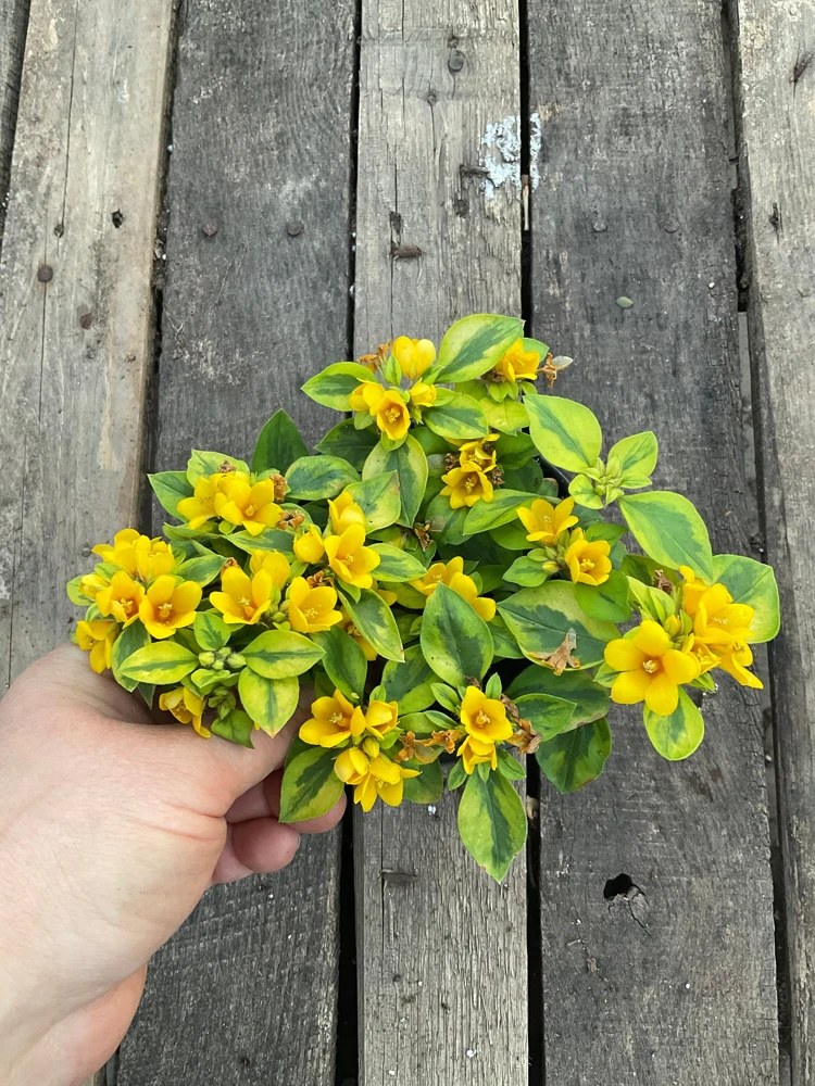 Variegated Lysimachia Live Plant – 4.5 inch Pot – Outdoor Groundcover - Image 2