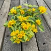 Variegated Lysimachia Live Plant – 4.5 inch Pot – Outdoor Groundcover - Image 1
