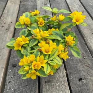 Variegated Lysimachia Live Plant – 4.5 inch Pot – Outdoor Groundcover - Image 1