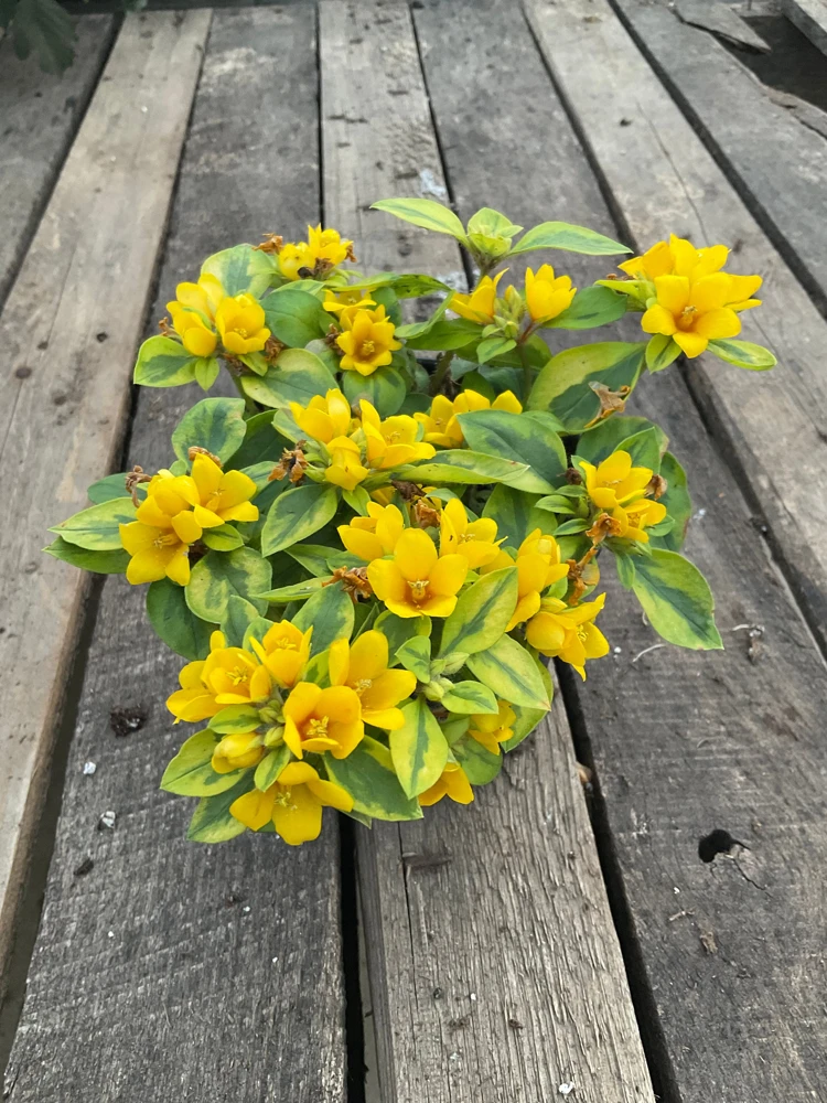 Variegated Lysimachia Live Plant – 4.5 inch Pot – Outdoor Groundcover - Image 1