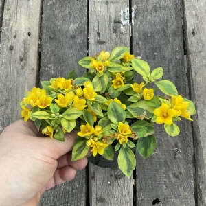 Variegated Lysimachia Live Plant – 4.5 inch Pot – Outdoor Groundcover - Image 3